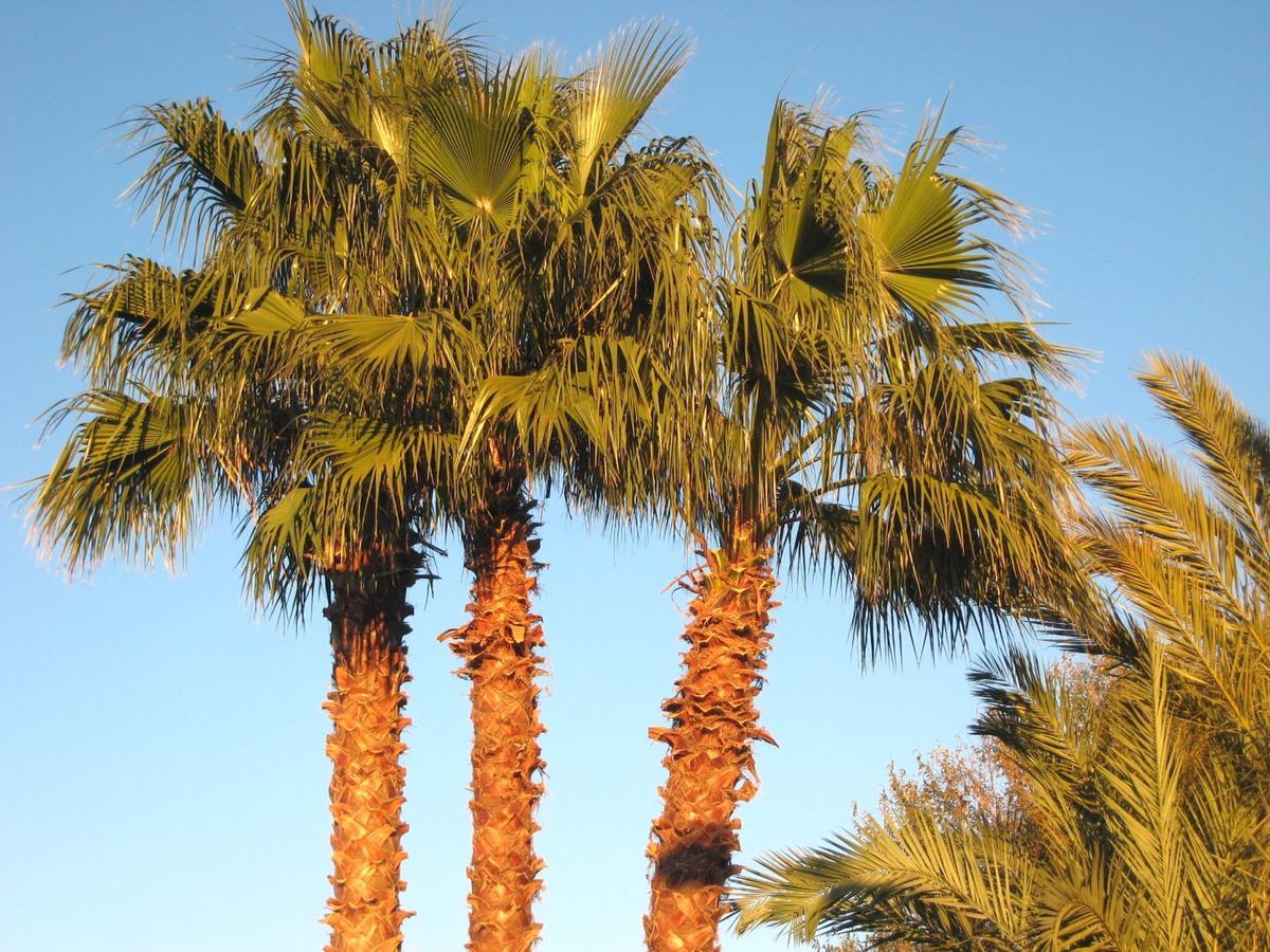 Camping La Pineda De Salou Ξενοδοχείο Εξωτερικό φωτογραφία